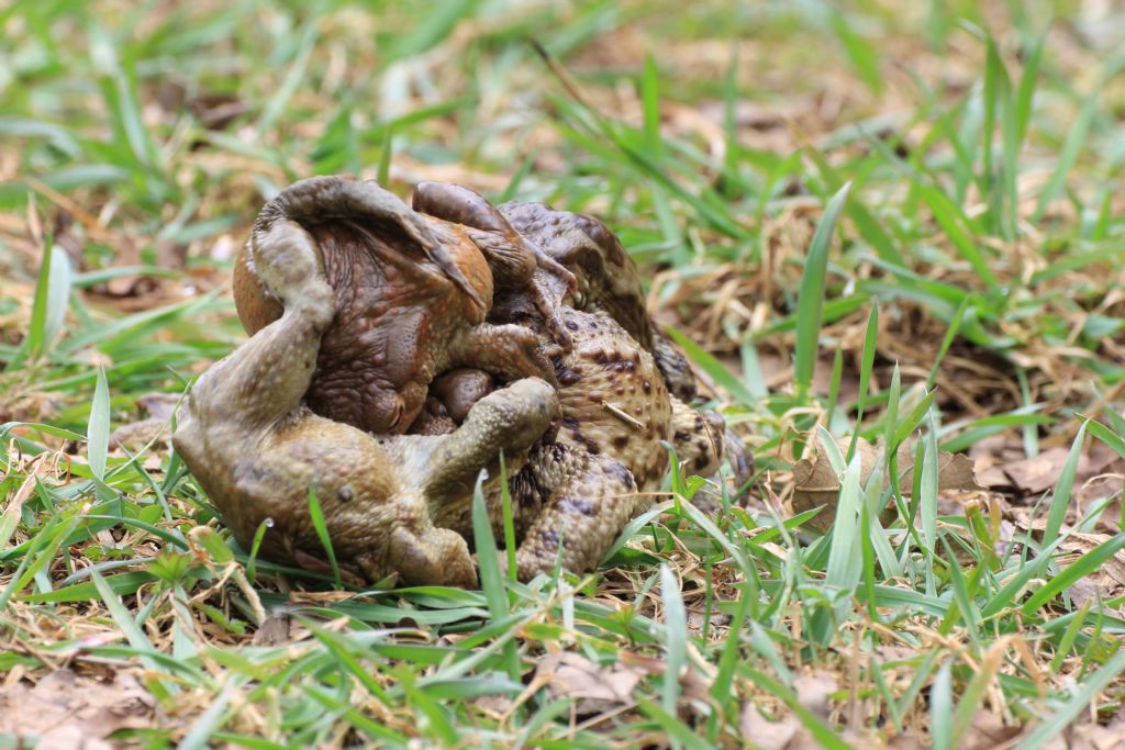 Groviglio di rospi comuni (Bufo bufo)